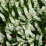 Calluna vulgaris 'Springwood White'.png